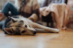 Mejor suelo para casa con perros
