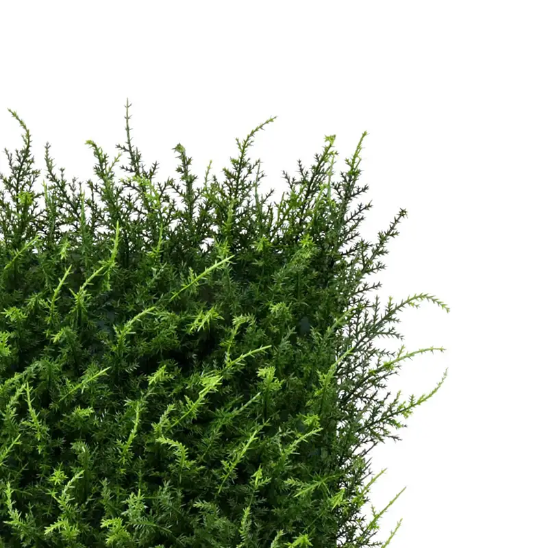 Jardín Vertical | Halepensis vertical | Fácil Instalación | Interior y Exterior
 